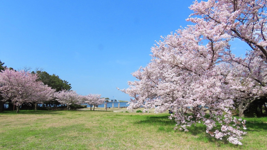 ・大阪北港マリーナの南公園でお花見　桜の木の下でゆったりとした時間を過ごしませんか？