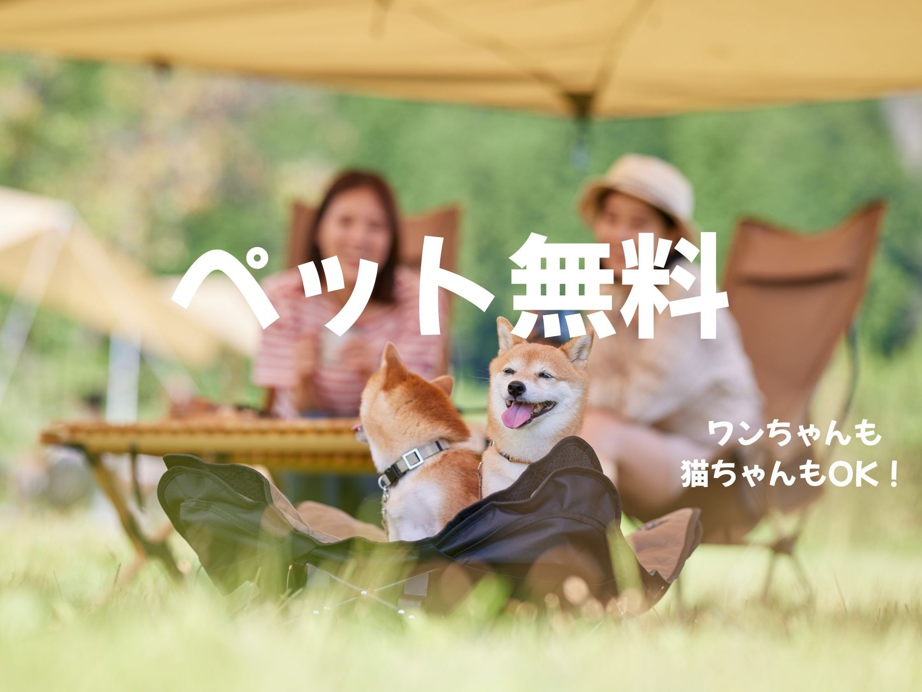 【素泊まり】2026シニア限定プラン ★★60歳からのPICA