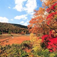 八幡平（紅葉）