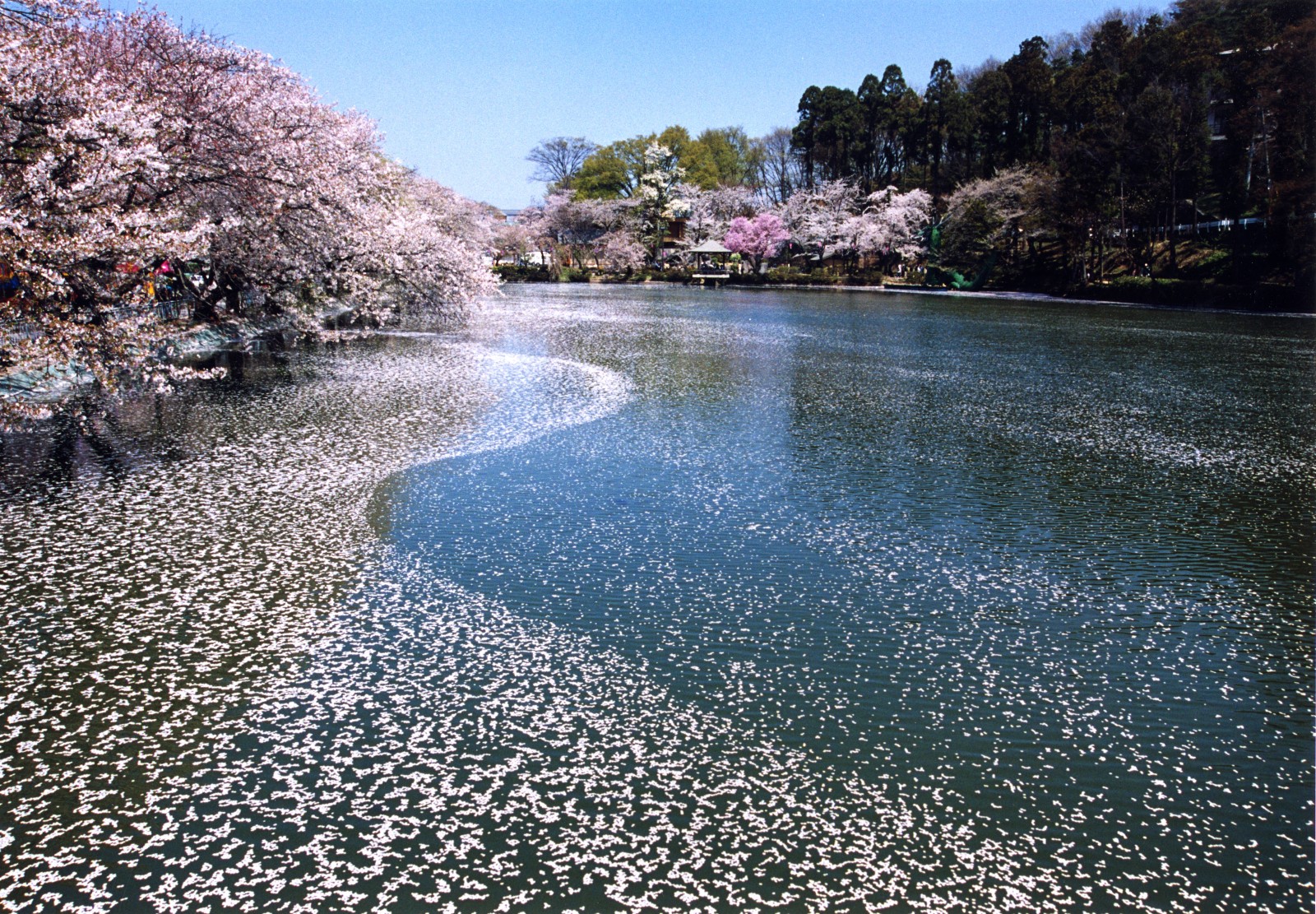 臥竜公園桜