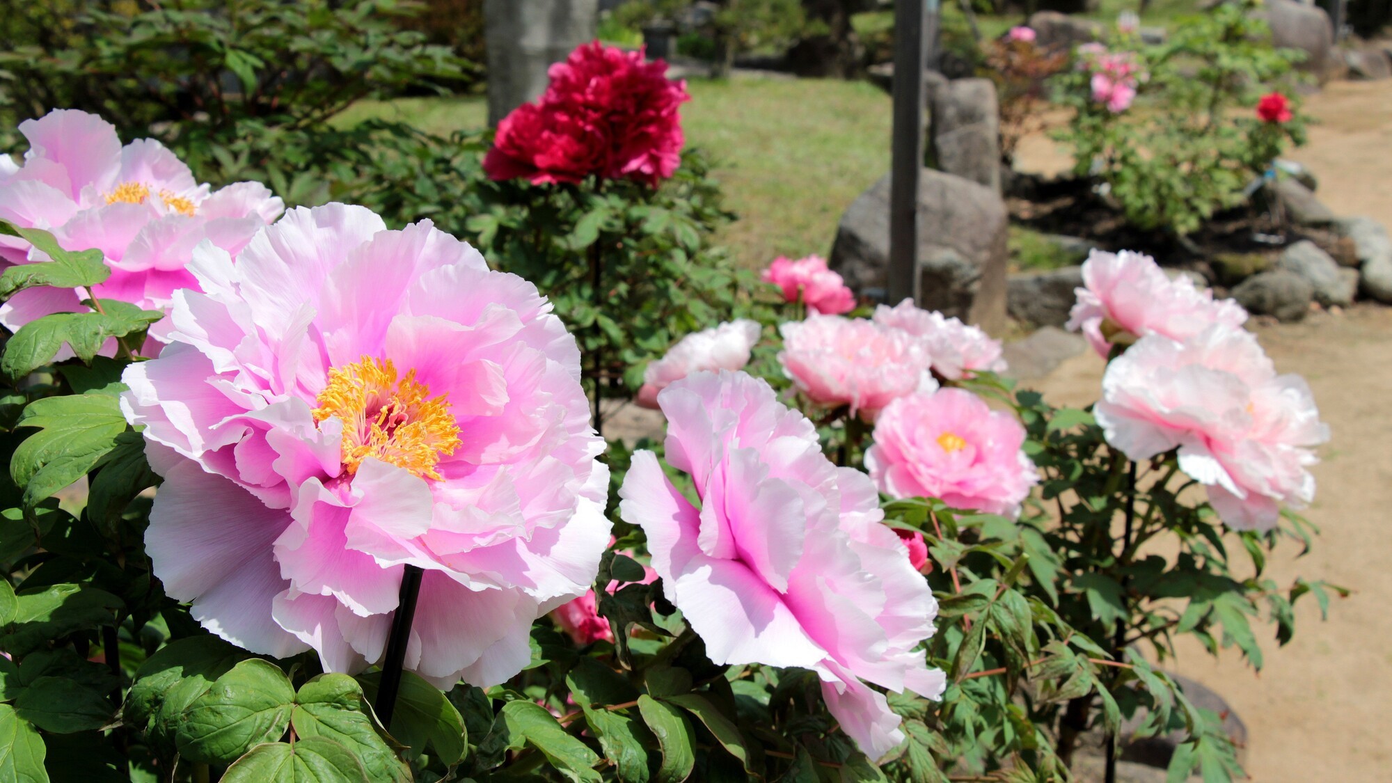 冠山総合公園　ぼたん