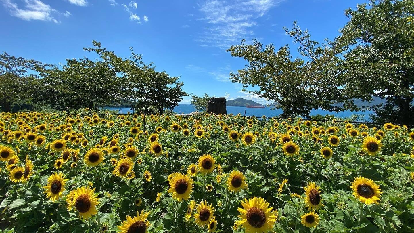 笠戸島　ひまわりロードプロジェクト