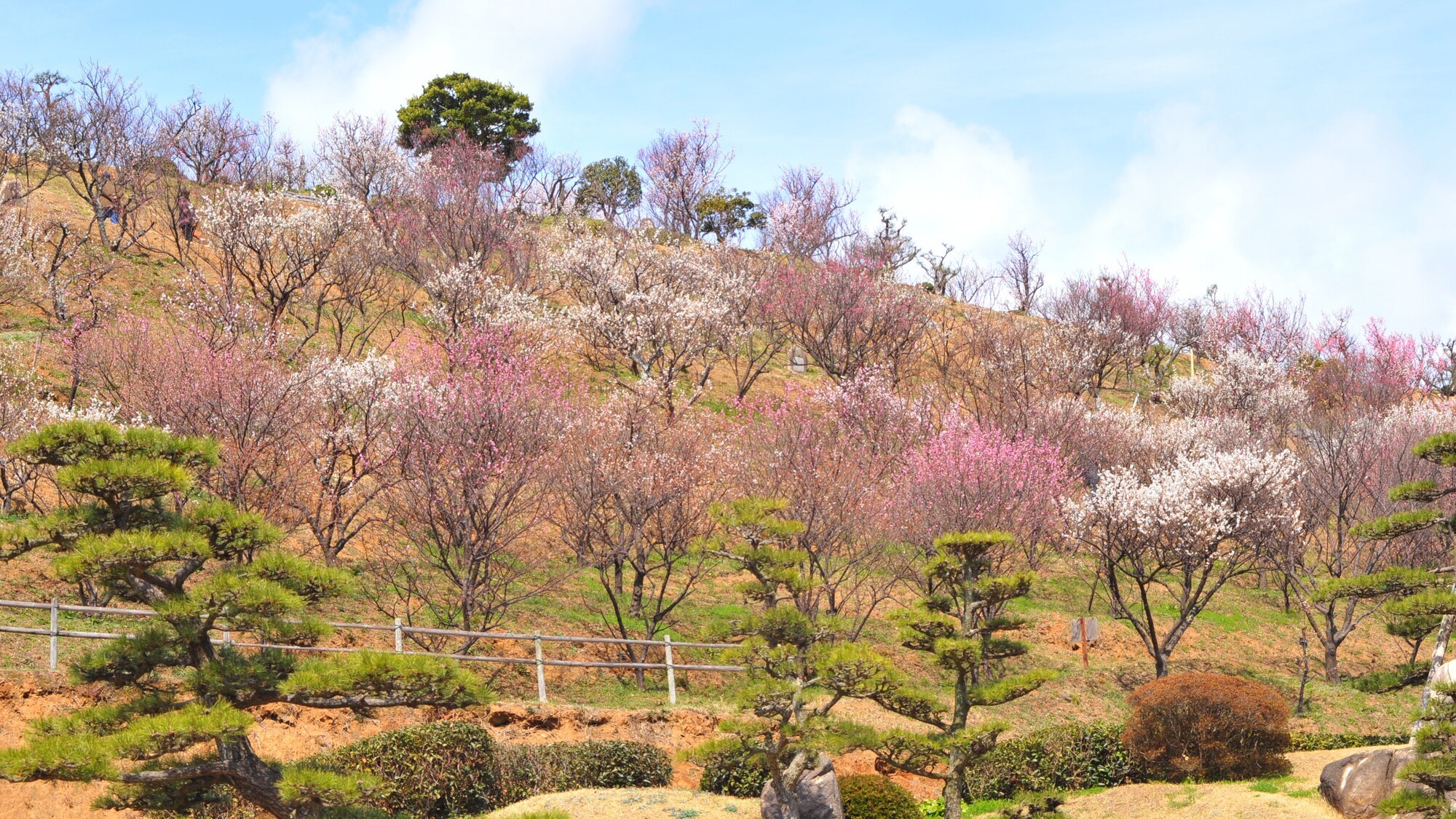 冠山総合公園　梅