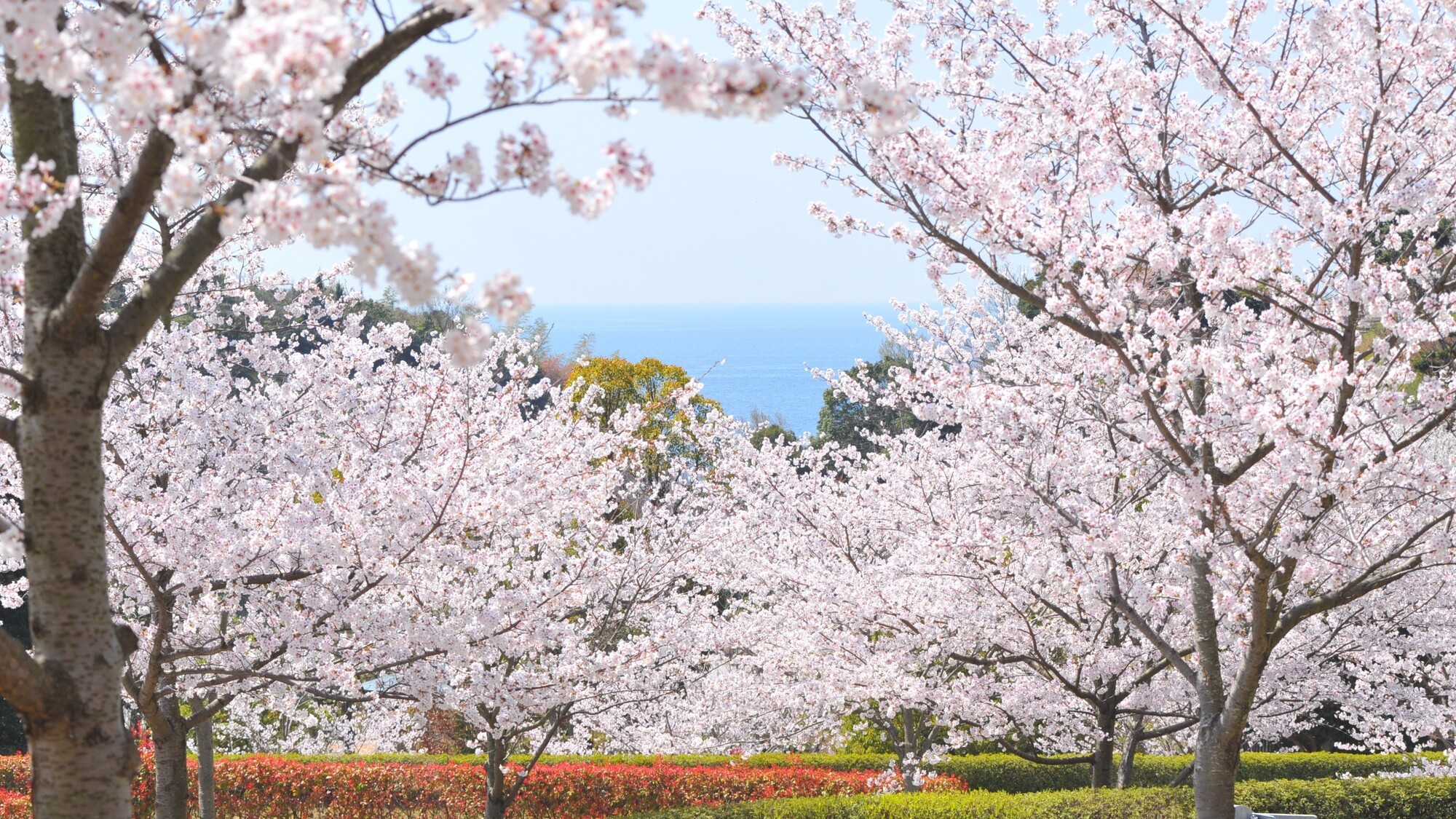 冠山総合公園　さくら
