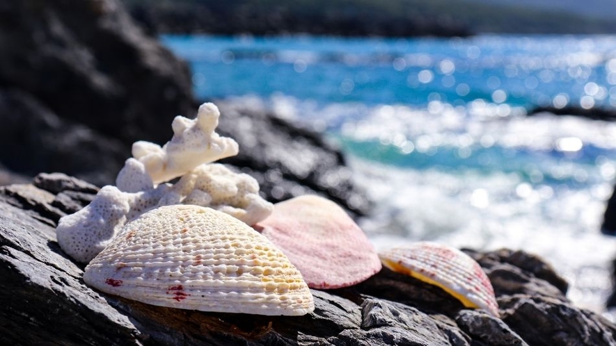 屋久島の海で拾った貝殻とサンゴ