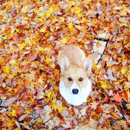 紅葉とカンタ君