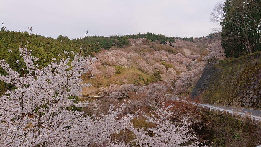 吉野山の桜まで車で約40分で行けます。