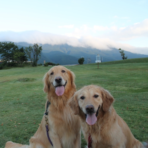 看板犬「夕凪＆大豆」