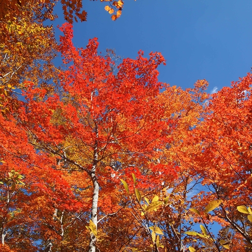 奥志賀渓谷の紅葉