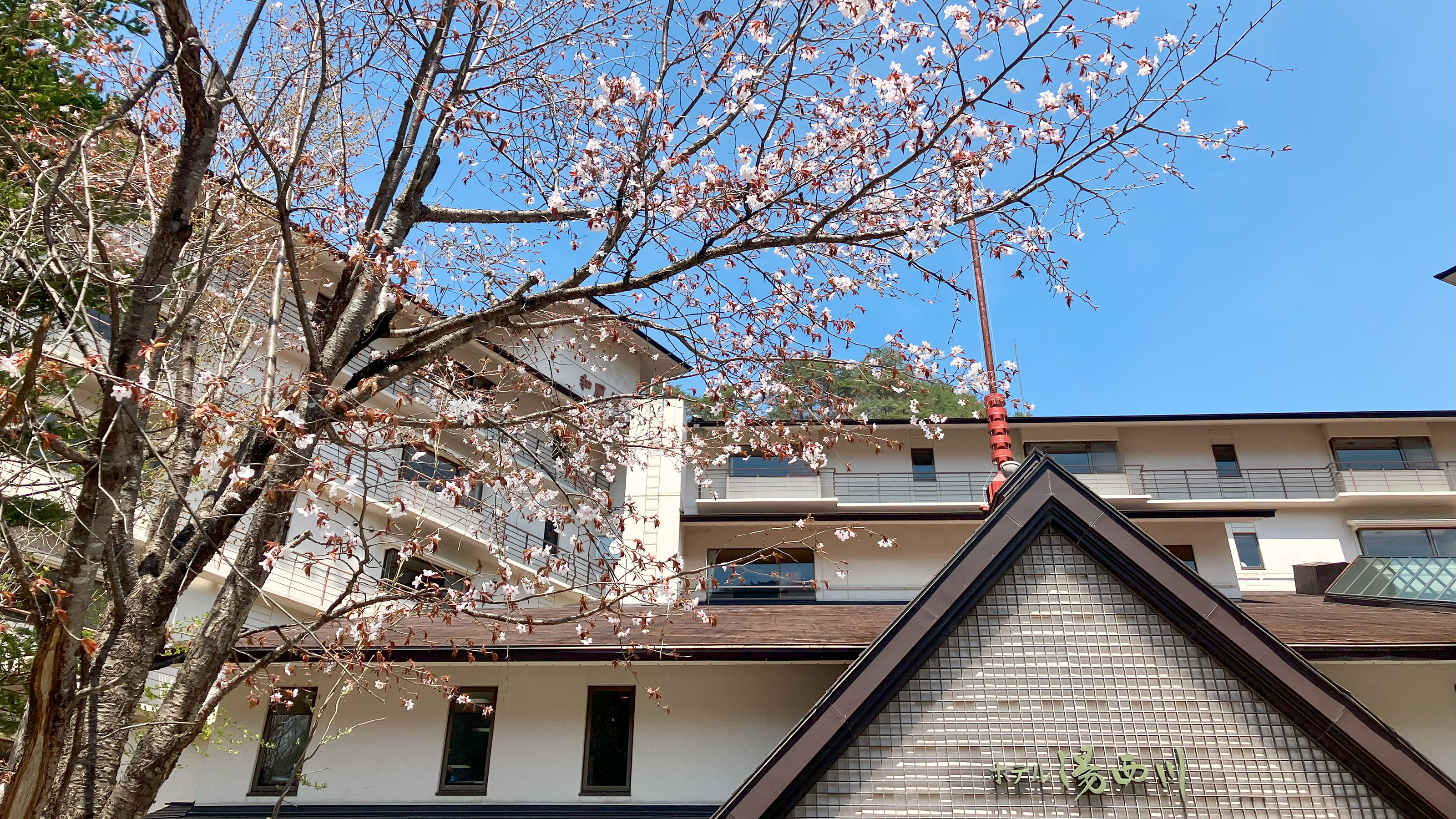 遅咲きの桜と・・