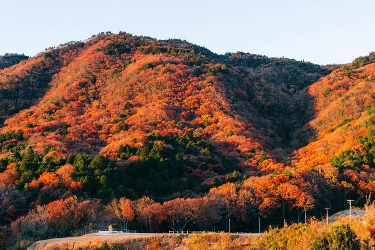 紅葉