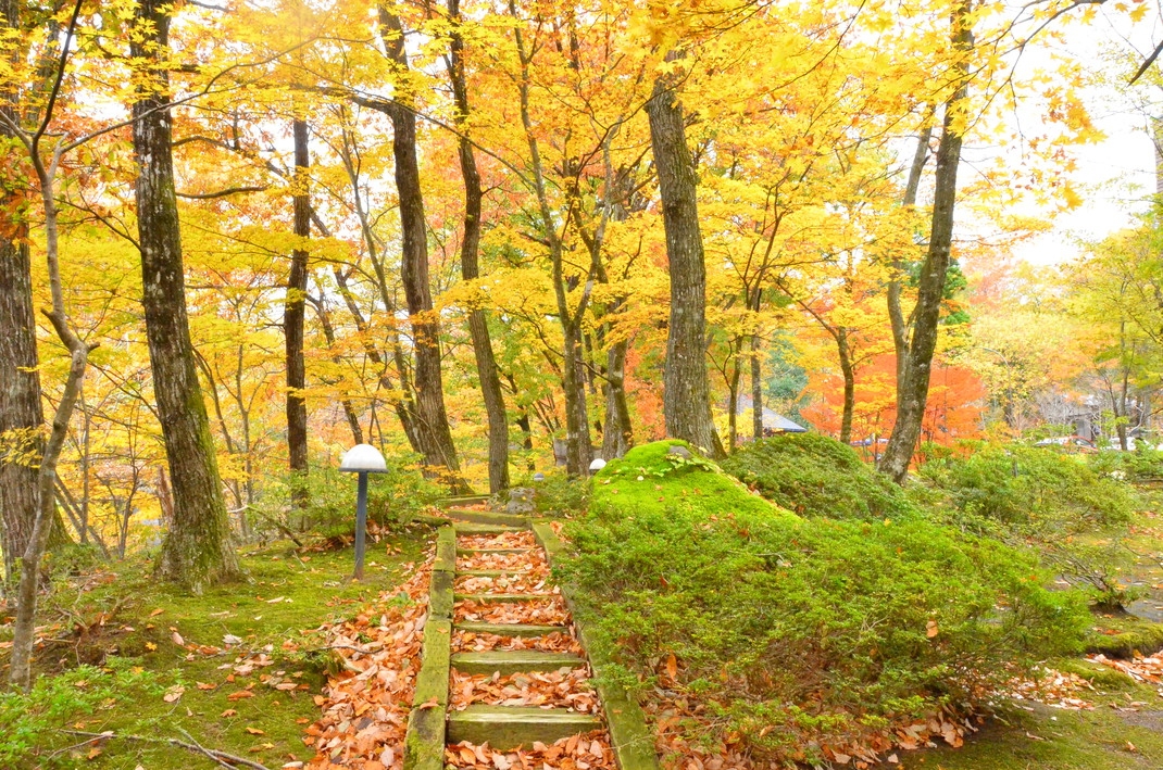 ☆ディナーも食べたいけど、フルコースは重い人におすすめ！　フレンチハーフコースプラン♪