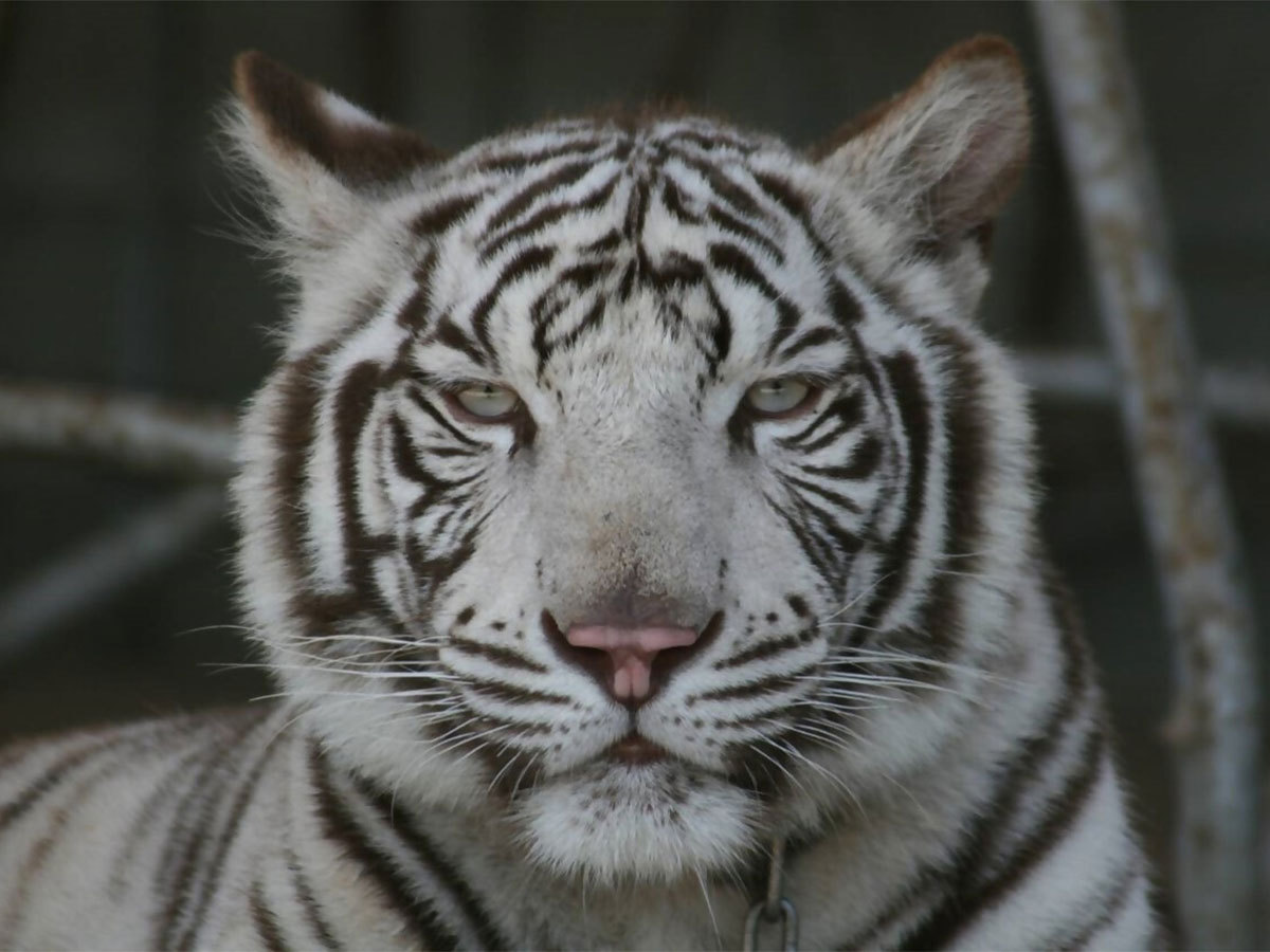 【自由過ぎる！？】わくわく体験！しろとり動物園チケット付き★バイキングプラン