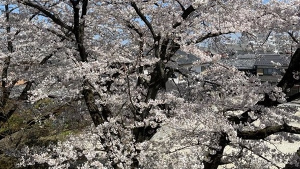 彦根の桜