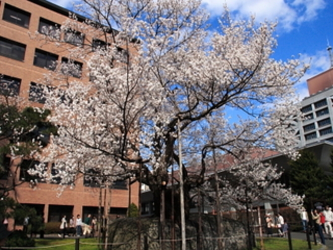 石割桜