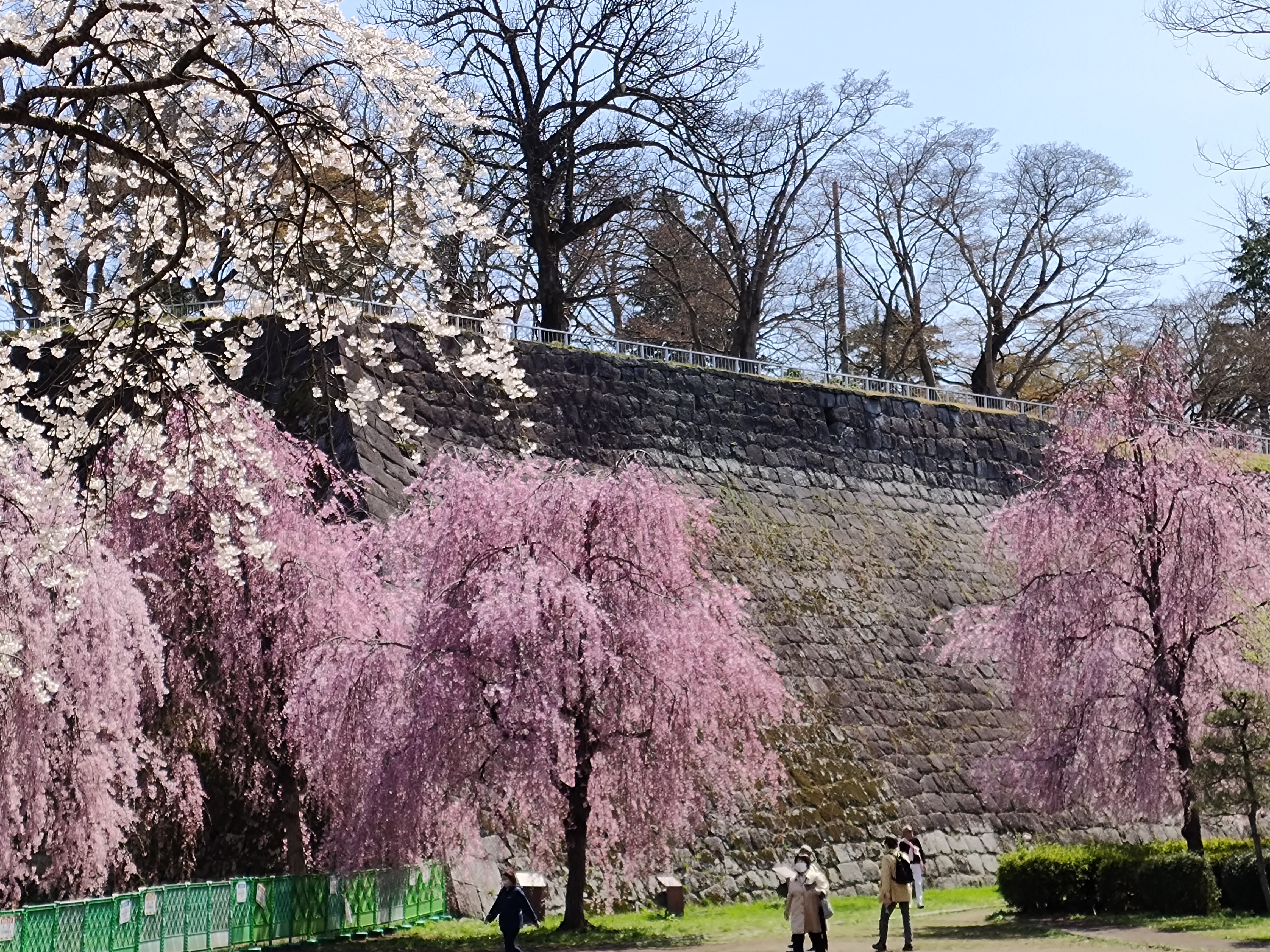 盛岡城址公園の桜