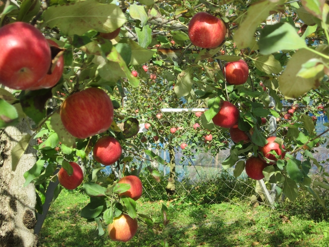 神鍋で8月下旬からリンゴ狩りができますよ！