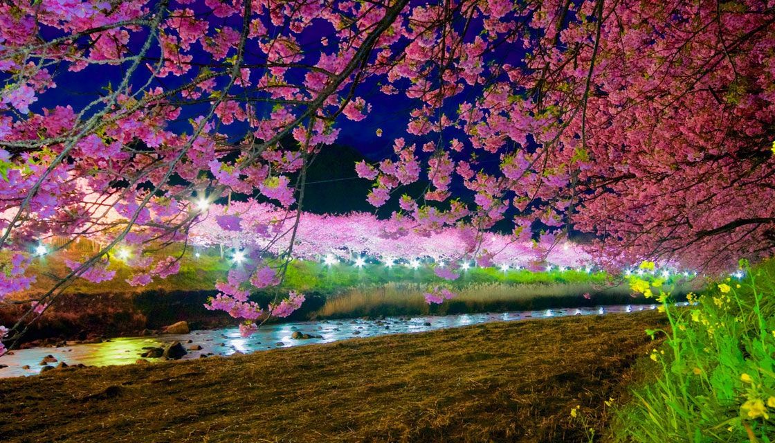 河津桜夜