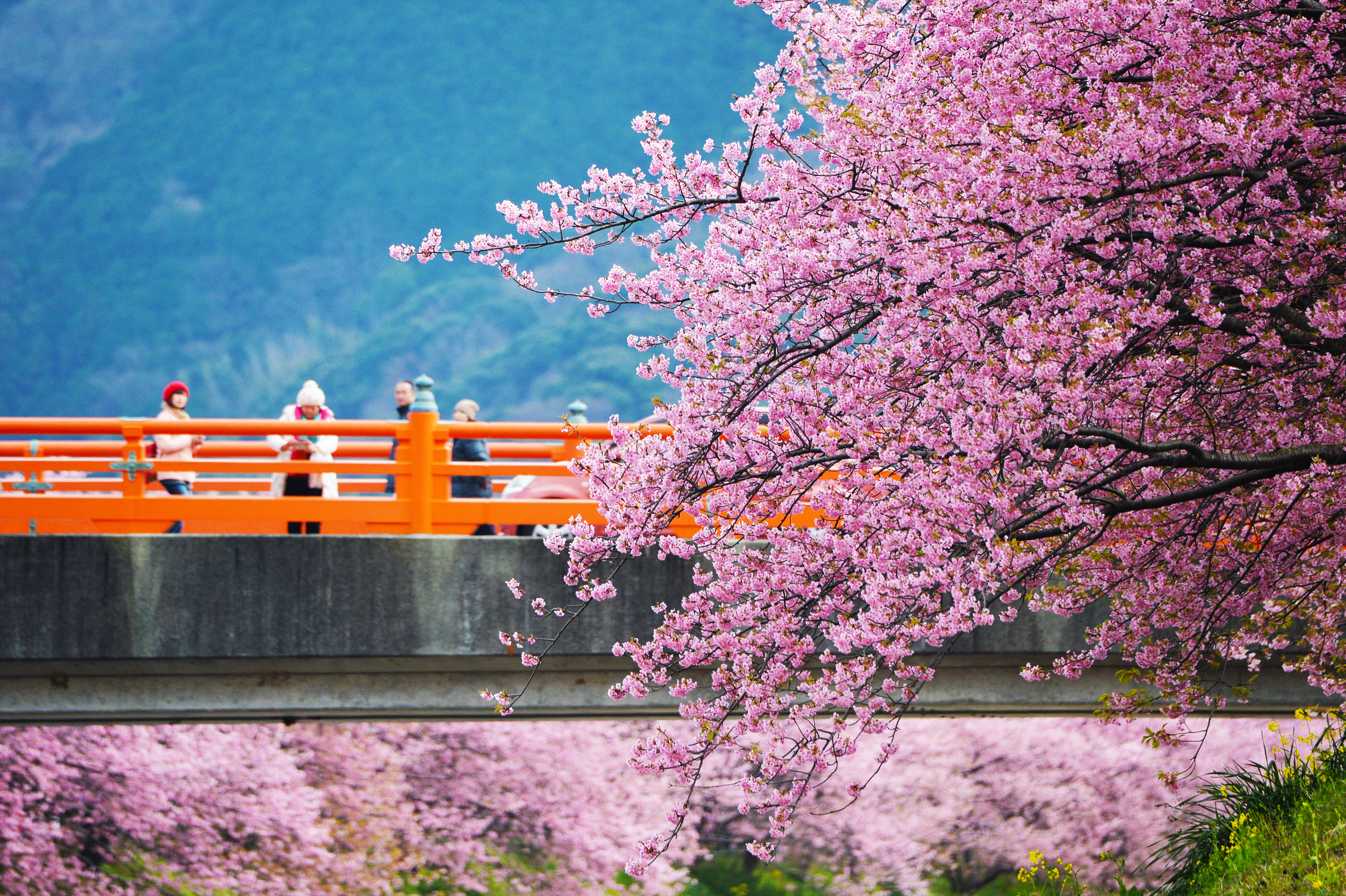 河津桜２