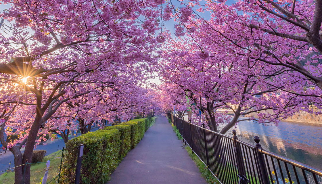 河津桜のトンネル