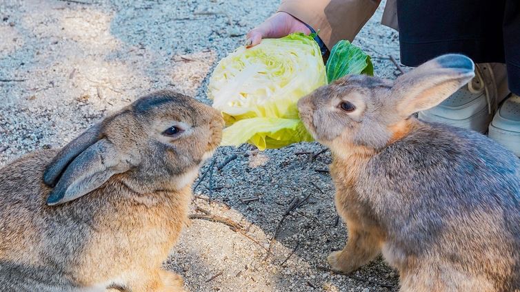【朝食付】【大久野島(うさぎ島)観光にオススメ♪】翌日観光や当日観光の拠点にも★