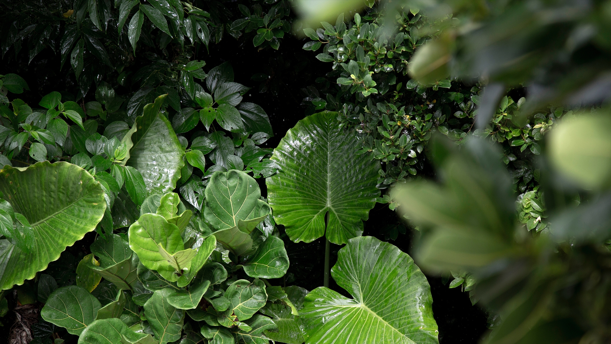｜JUSANDIの森｜