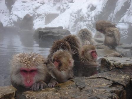 Jigokudani Wild Monkey Park Snow Monkey