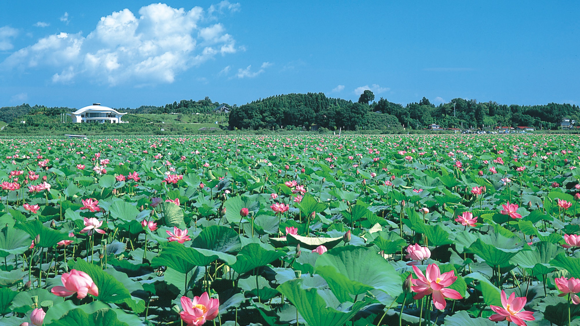 *【周辺／伊豆沼】夏には湖面いっぱいにハスの花が咲き、例年7月中旬～8月まで「はすまつり」も開催。
