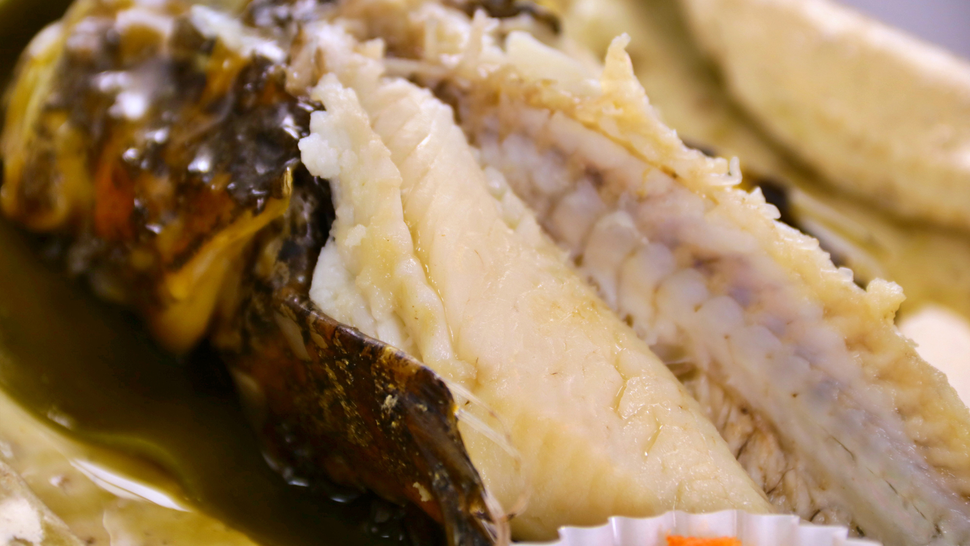 【春料理】天然虎魚プラン_燧灘天然虎魚の酒蒸し
