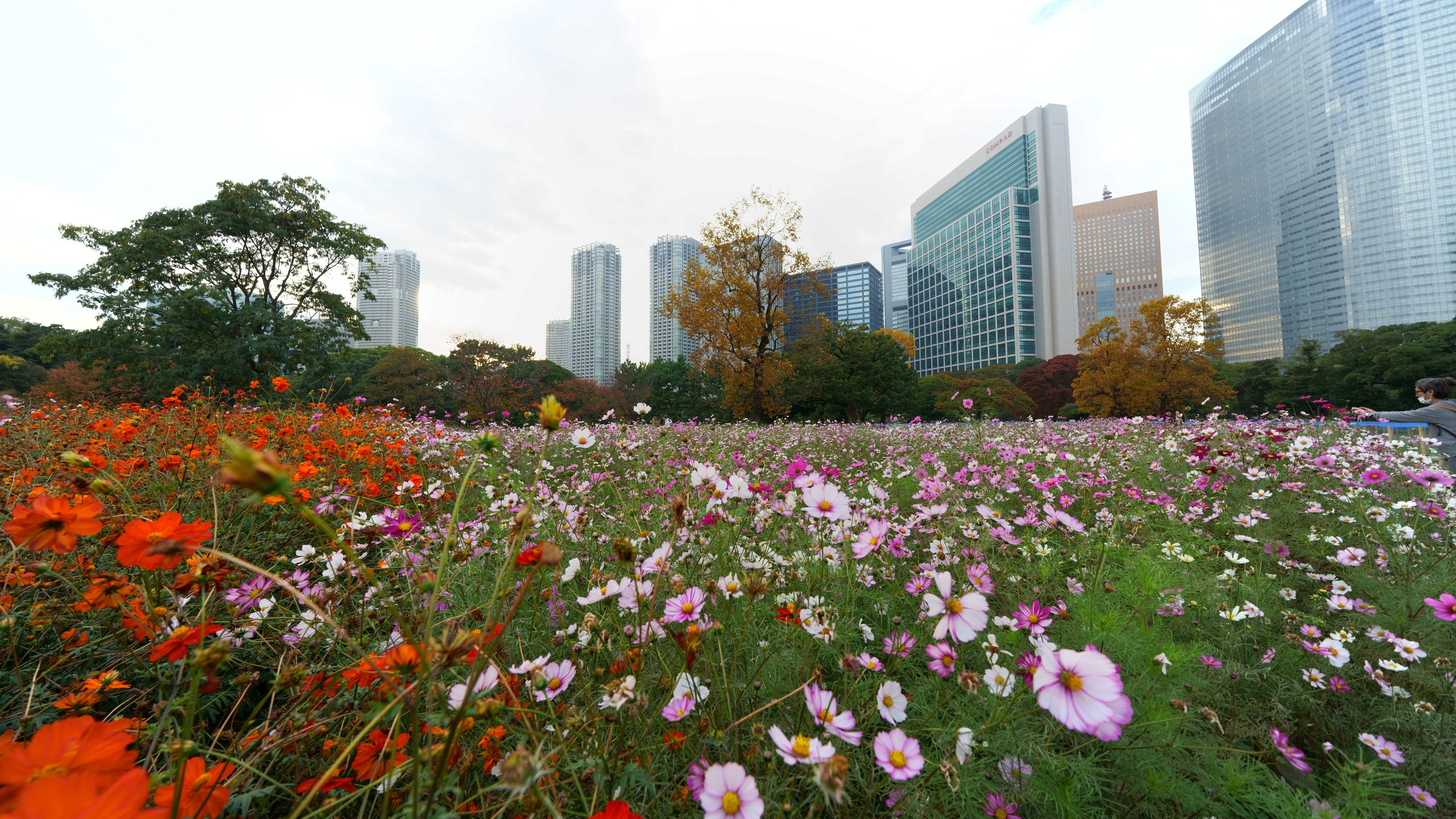 浜離宮恩賜庭園