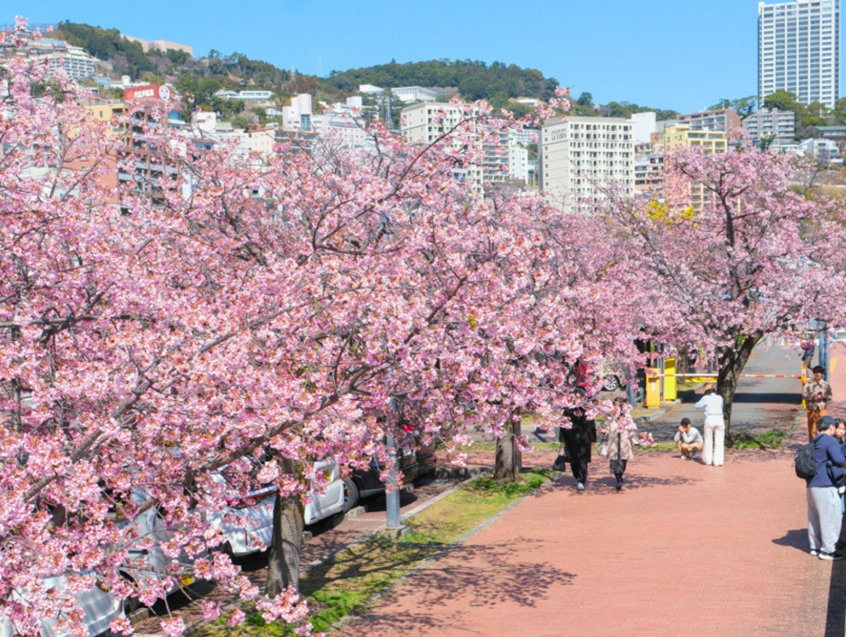 サンビーチ付近の桜