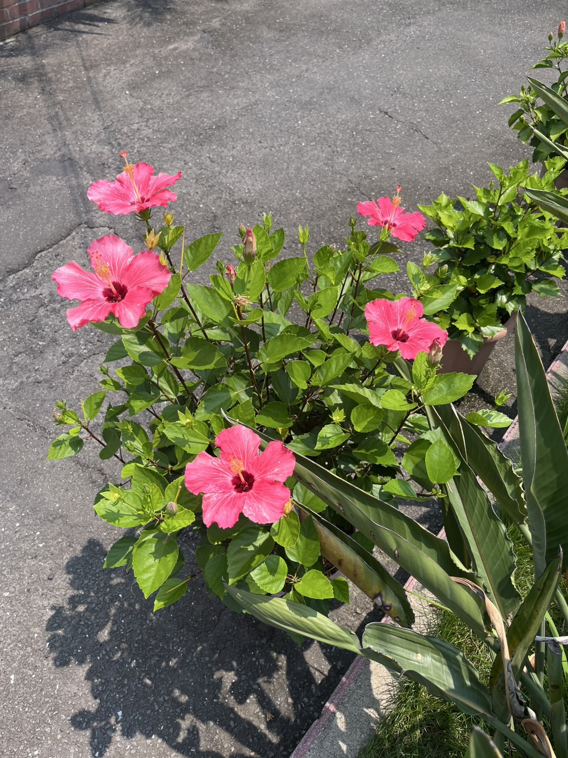 ハイビスカス②