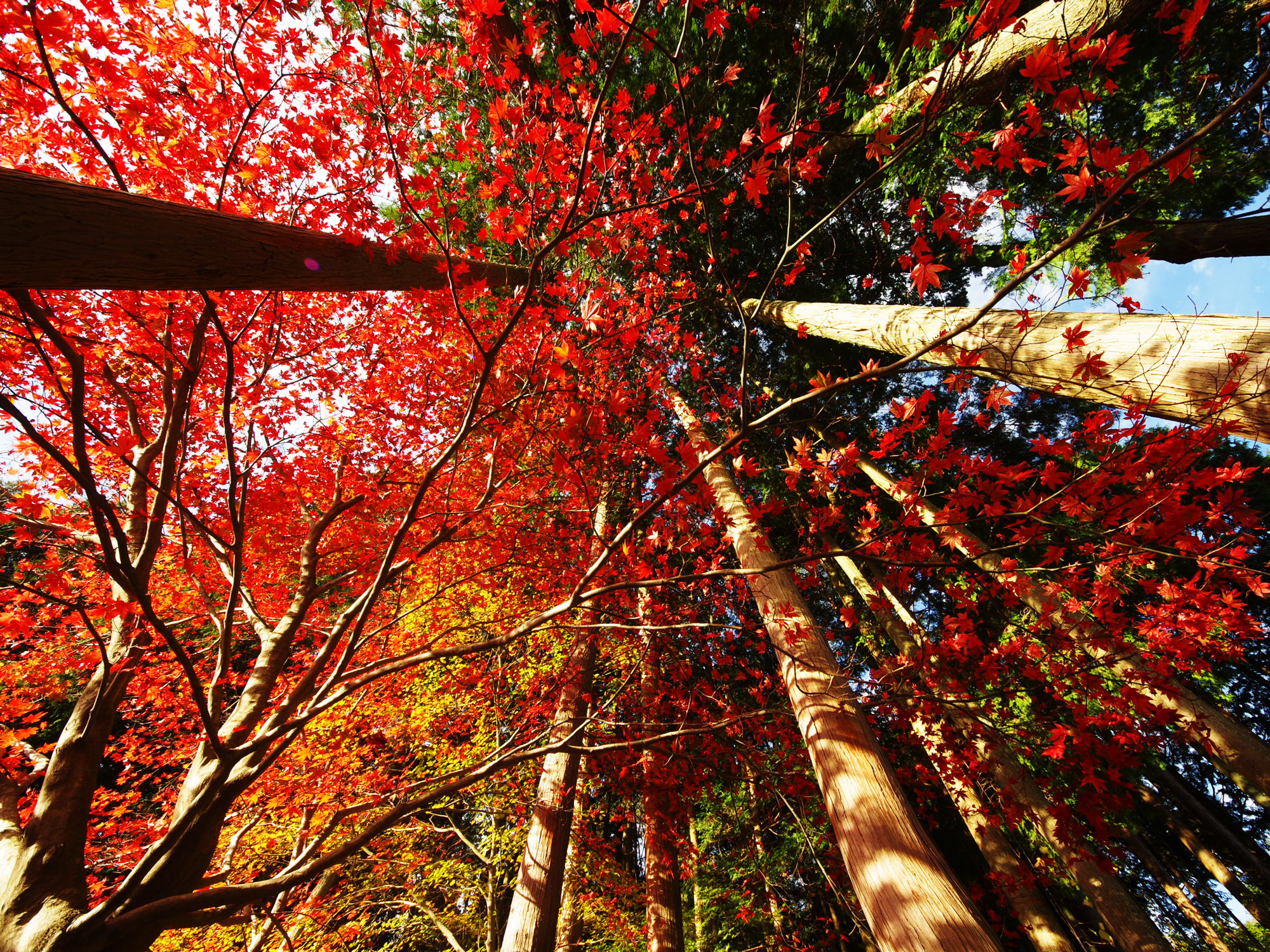 紅葉　10月下旬～11月下旬