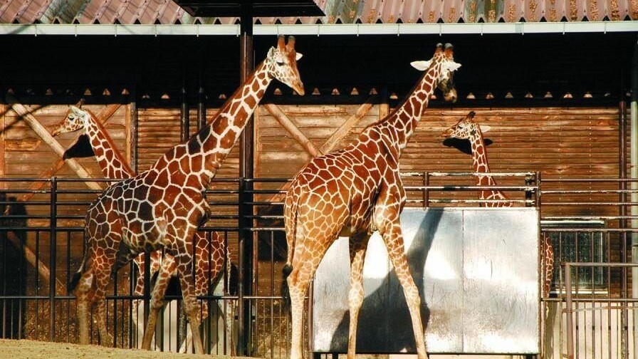 愛媛県立とべ動物園