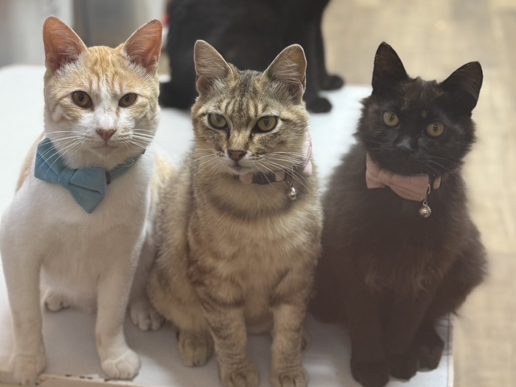 【長崎県しま旅小値賀・宇久×その他体験】保護猫と遊ぶ体験付きプラン（2食付き）