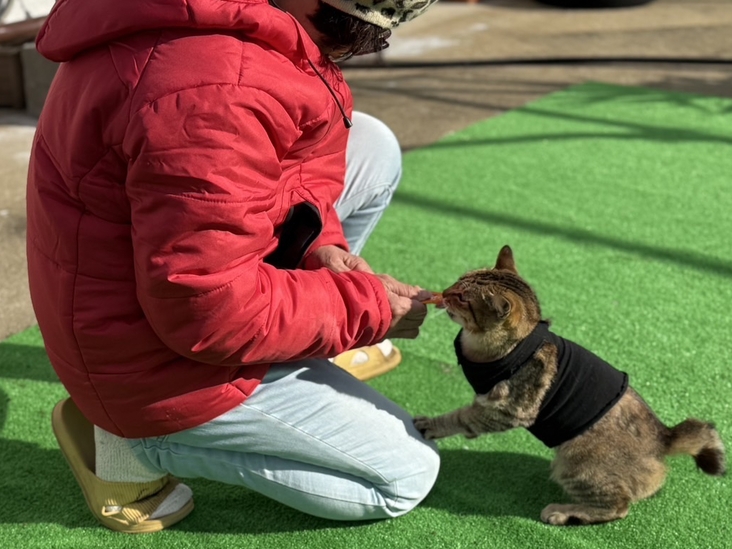 【長崎県しま旅小値賀・宇久×その他体験】保護猫と遊ぶ体験付きプラン（2食付き）