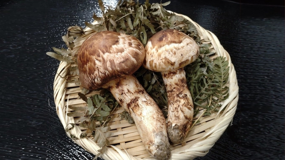 【２食付】食欲の秋到来！岩手県産の松茸ご飯で秋を満喫／現金特価