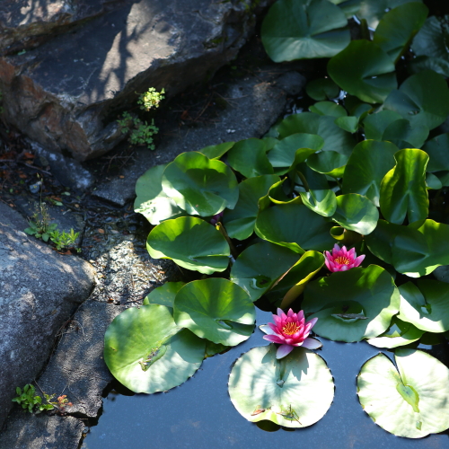 ◇６月には玄関先の池の蓮の花が綺麗です。