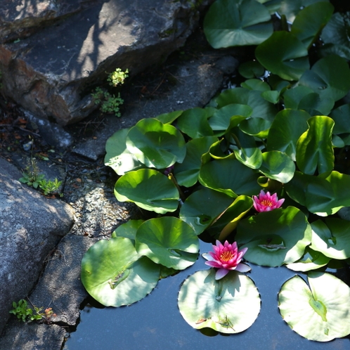 ◇６月には玄関先の池の蓮の花が綺麗です。