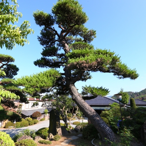 ◇随所に立派な松が。