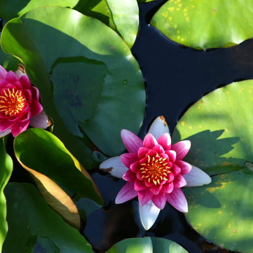 ◇庭の池には蓮の花が。