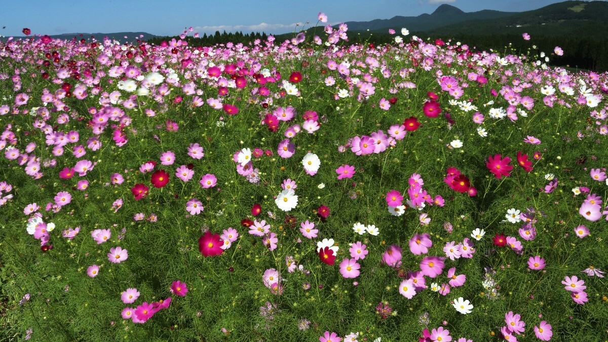 上場高原コスモス園