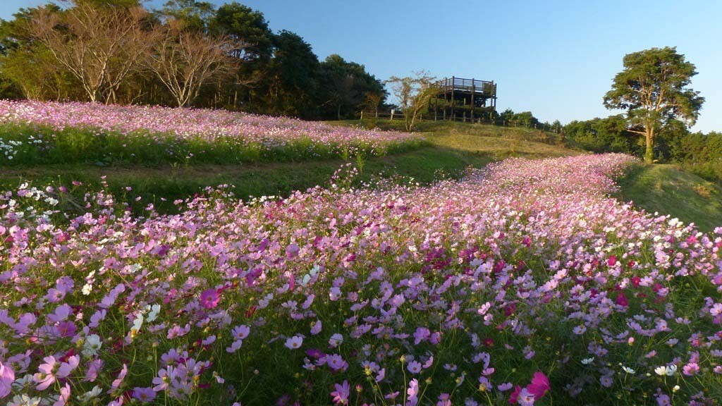 上場高原コスモス園