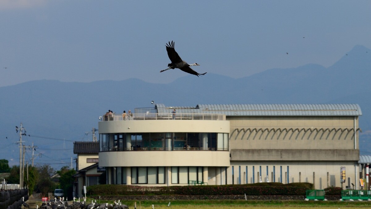出水市ツル観察センター