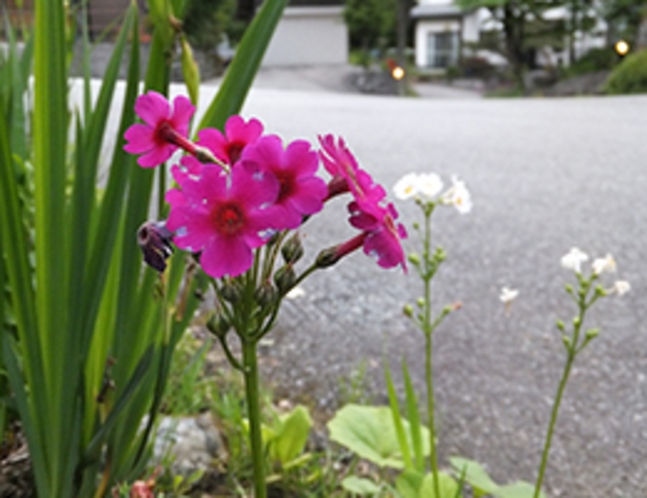 色あざやかな「クリンソウ」の花（6月中旬）