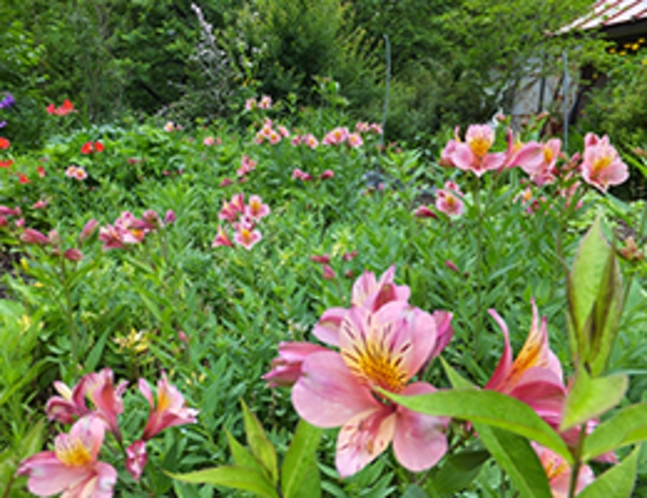 大女将の畑にたくさんの花が咲きました（7月6日撮影）