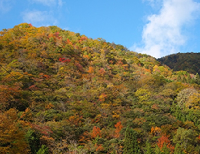 色づく秋の福地山（10月20日撮影）