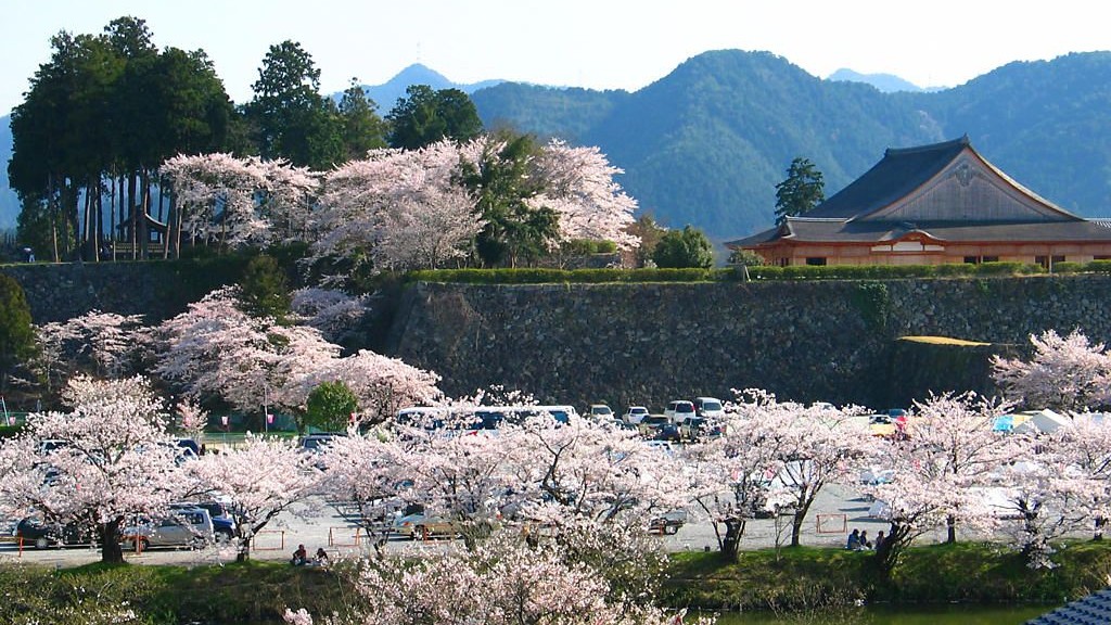 【周辺観光・春】篠山城跡のお濠沿いに植えられたソメイヨシノが一斉に咲き誇ります。