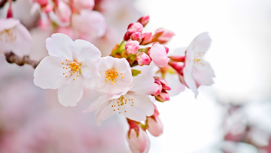 【周辺】春の訪れを感じる美しい桜 ※写真はイメージです