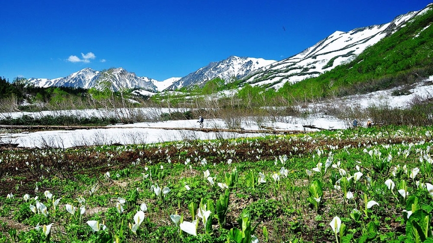 春の栂池自然園。水芭蕉の群生は見どころのひとつ。